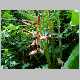 heliconia sp.1.jpg